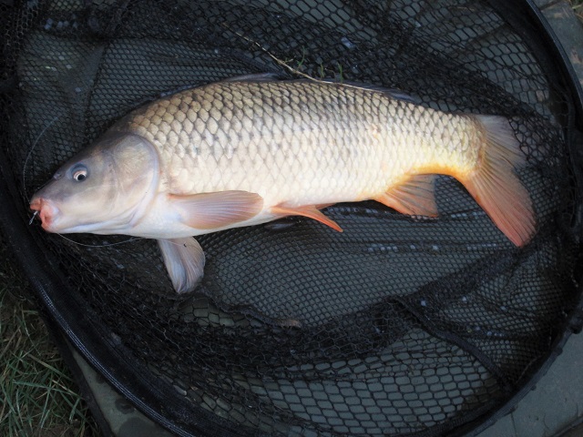 LlynCarfanJan2016Carp12lb