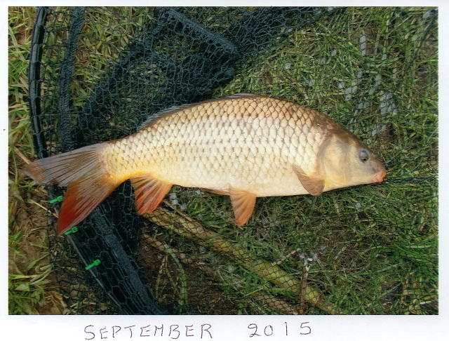 Ted_September_Carp_2