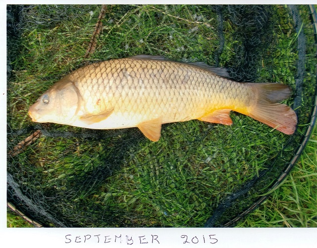 Ted_September_carp_1