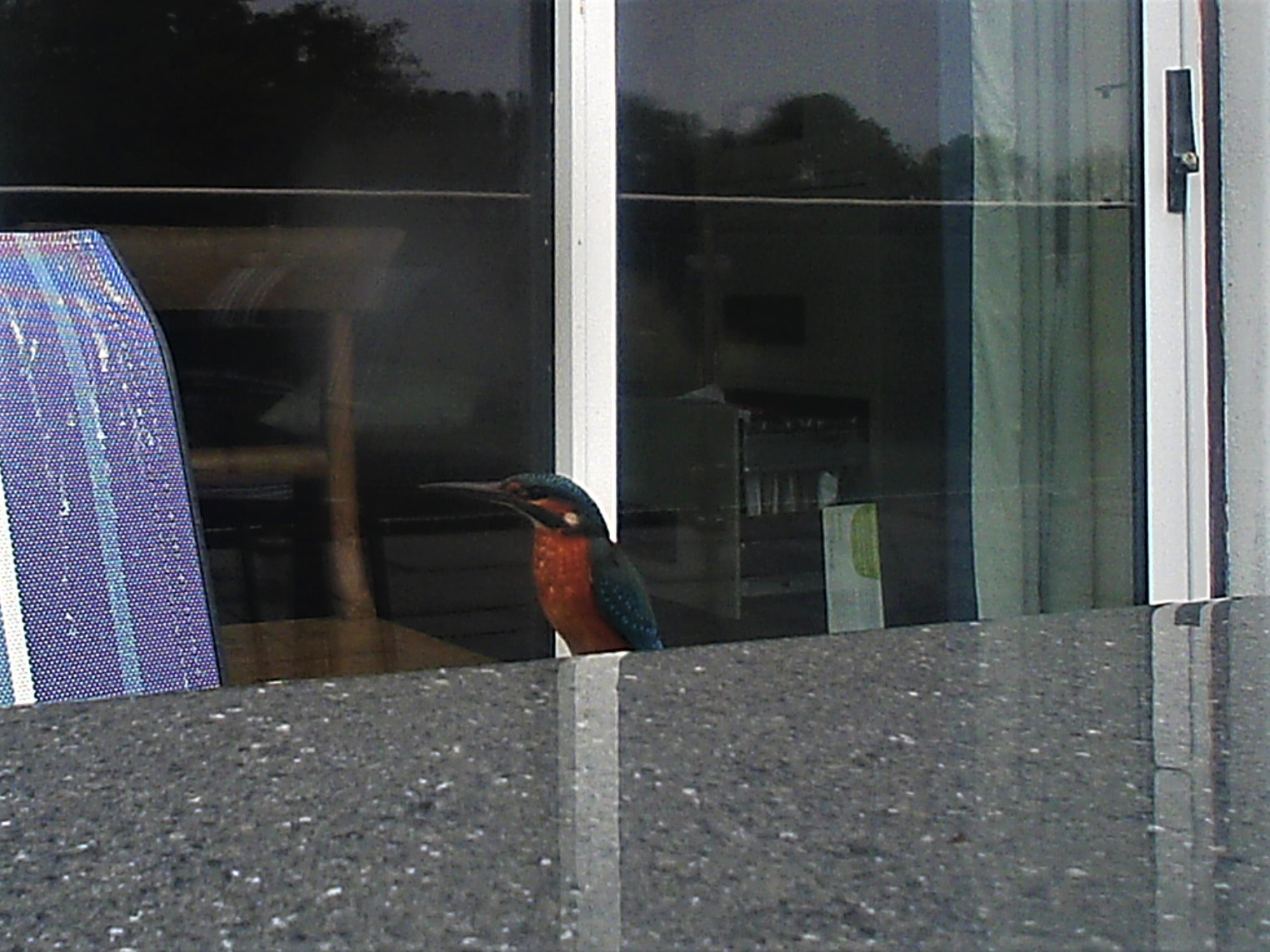 kingfisher_6 kingfisher_6