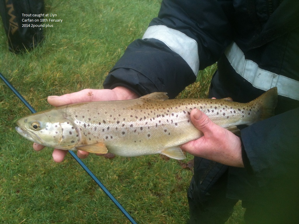 resized_trout_3