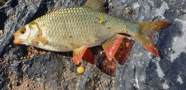 Rudd_20200420_163449 Rudd_20200420_163449